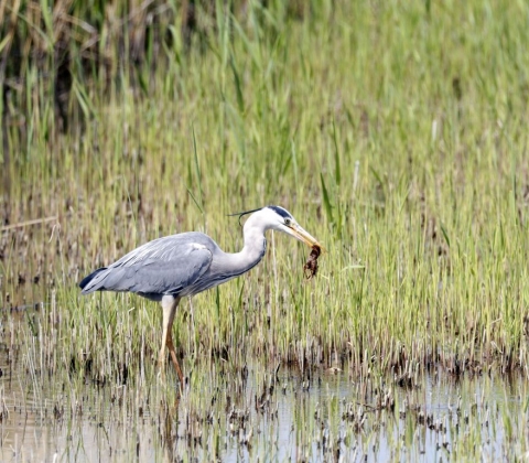 Blauwe Reiger: Saai Grijs.......