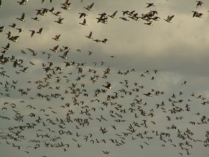 Vogelaars op de brouwersdam zoeken beschutting achter de scoop