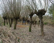 2021-2022 Landschapsbeheer - Knotwilgen beaty contest - Margot Klingers