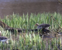 2023-03-25 Noord Holland - Grauwe Gans - Gerda van Kleef