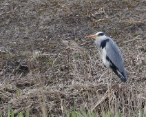 2023-03-25 Noord Holland - Reiger - Gerda van Kleef