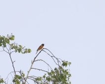 2023-05-14 09h20m58 Loonse En Drunense Duinen - Gekraagde Roodstaart - Gerda van der Meer