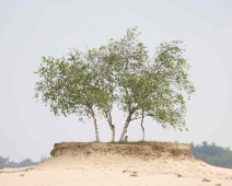 2023-05-14 09h39m02 Loonse En Drunense Duinen - Bonsai Berken - Gerda van der Meer