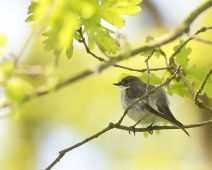 2023-05-14 12h09m44 Loonse En Drunense Duinen - Bonte Vliegenvanger Juveniel - Gerda van der Meer