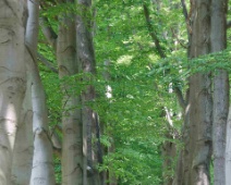 2023-05-14 12h28m37 Loonse En Drunense Duinen - Beukenlaan - Gerda van der Meer