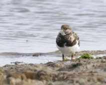 2023-10-06 12h48m15 Texel - Steenloper - Gerda van der Meer