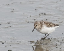 2023-10-07 09h43m44 Texel - Bonte strandloper - Gerda van der Meer