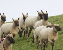 2023-10-07 11h32m19 Texel - Texels schapen - Gerda van der Meer