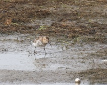 2023-10-07 11h42m13 Texel - Bonte Strandloper - Gerda van der Meer