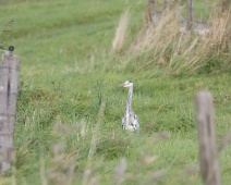 2023-10-07 14h32m49 Texel - Blauwe Reiger - Gerda van der Meer