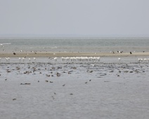 2023-10-07 16h19m15 Texel - Lepelaars - Gerda van der Meer