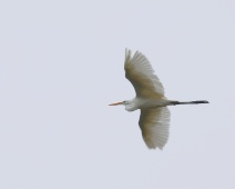 2023-10-08 09h24m36 Texel - Grote Zilverreiger - Gerda van der Meer