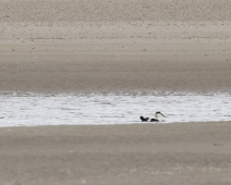 2023-10-08 10h19m00 Texel - Eider - Gerda van der Meer