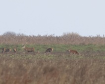 2023-11-25 10h24m44 Oostvaardersplassen - Grote Zilverreiger - Gerda van der Meer