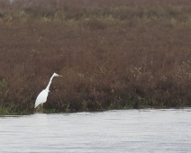 2023-11-25 10h40m00 Oostvaardersplassen - Grote Zilverreiger - Gerda van der Meer