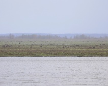 2023-11-25 10h47m13 Oostvaardersplassen - C=Herten - Gerda van der Meer