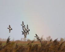 2023-11-25 11h02m57 Oostvaardersplassen - Smienten - Gerda van der Meer