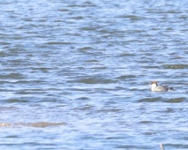 2023-11-25 12h46m08 Oostvaardersplassen - Nonnetje Vrouw - Gerda van der Meer