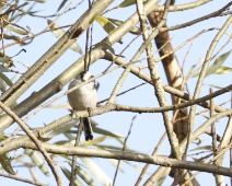 2023-11-25 13h04m31 Oostvaardersplassen - Staartmees - Gerda van der Meer