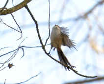 2023-11-25 13h12m14 Oostvaardersplassen - Staartmees - Gerda van der Meer