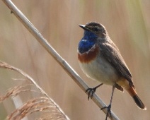 2024-05-26 Zevenhuizerplas - Blauwborst - Jikke Lont