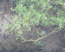 2024-05-26 Zevenhuizerplas - IJsvogel - Jikke Lont