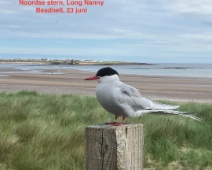 Long Nanny Beadnell