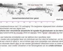 2024-09-03 Nederland - Gierzwaluw C=Geslachtsonderscheid door geluid