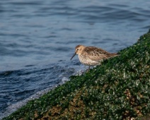 2024-09-22 Zuidpier IJmuiden - Bonte Strandloper - Mark Bos