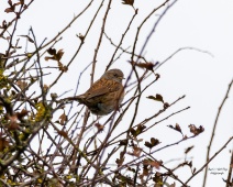 2024-10-19 Meijendel - Heggemus - C=Breed uit in de takken - Angel in t Veld