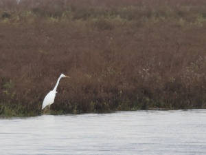 2023-11-25 - Oostvaardersplassen