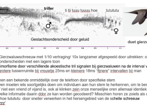 2024-09-03 - Gierzwaluwen