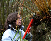 Natuurwerkdag 2008 020 De ene wilg heeft rode takken, de andere groene en ze moeten er allemaal een voor een af.