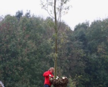 Natuurwerkdag 2008 024 Haal je de laatste er af of laat je die staan. Deze gaat er toch af en begin elders een tweede leven als knotwilg.