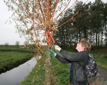 3-11-2012-knotten, natuurwerkdag 045