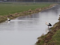 2017-03-11 - Spookverlaat - Ooievaar - Kanaal - Gerda van der Meer