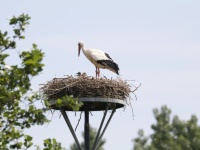 2018-05-28 - Spookverlaat - Ooievaar 2 - Gerda van der Meer