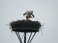 2018-06-23 - Spookverlaat - Ooievaar - Margot Klingers